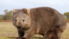 wombat buttocks attack