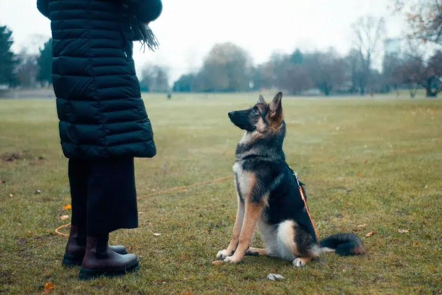 Pet