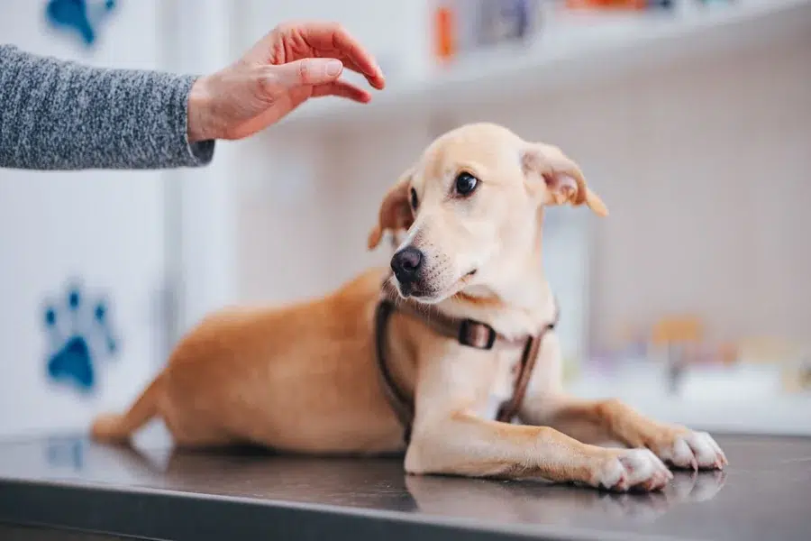 Reactive Dog Trainer
