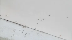Pest Detection Saves
